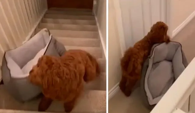 Un perrito subió solo su cama por las escaleras para acompañar a su cuidadora durante la noche y así poder descansar juntos. Foto: captura de TikTok