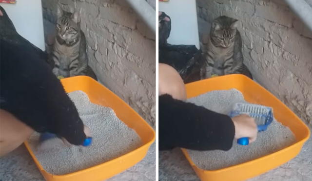Un gato esperó paciente a que su amo termine de quitar toda la suciedad de su arenero y se mantuvo a su lado para observarlo con atención. Foto: captura de TikTok