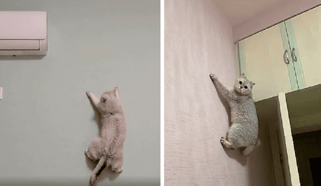 La gatita dejó sorprendidos a usuarios por su gran habilidad para escalar paredes y puertas. Foto: captura de YouTube