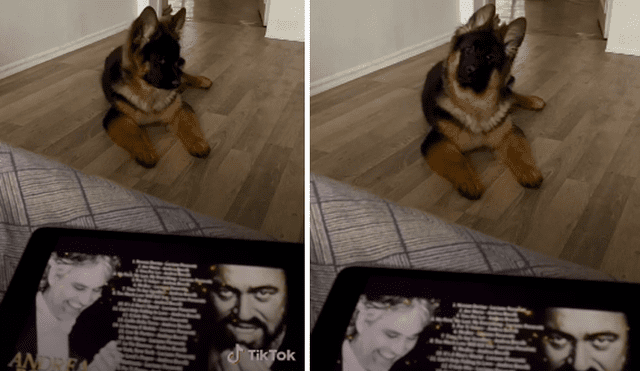 Miles de usuarios se emocionaron al ver la reacción del cachorro. Foto: captura de TikTok