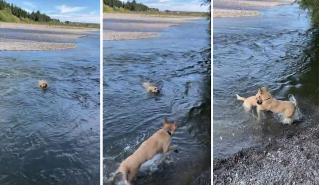 El can nadó sin descanso hasta que pudo llegar a la orilla sin daño alguno. Foto: captura de YouTube