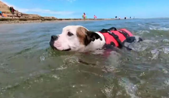 Un perro nadó con todas sus fuerzas para salvar la vida de un pequeño que cayó a un río y se convirtió en su ‘héroe’. Foto: captura de YouTube