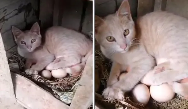 Una mujer se enteró que su gatita se había metido a la granja; sin embargo, descubrió su amoroso gesto al echarse junto a unos huevos para protegerlos. Foto: captura de Facebook