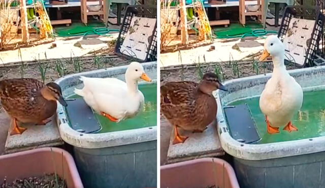 Un pato tomó impulso para meterse a la piscina como todos los días, pero quedó ‘paralizado’ al percatarse que el agua era en realidad un enorme hielo. Foto: captura de Facebook