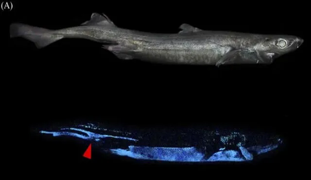 El Dalatias licha, por su nombre científico, es el único miembro de su familia de tiburones que se encuentra al fondo del mar. Foto: Mallefet et al., Front. Mar. Sci., 2021