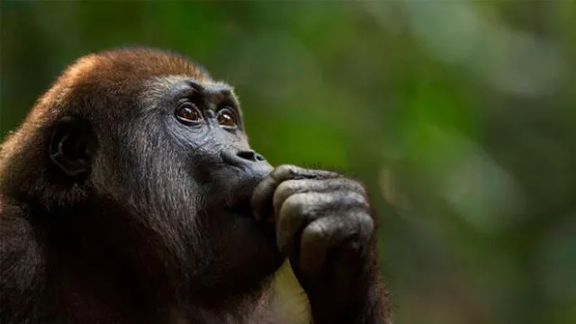 En enero, zoológico informó que ocho gorilas habían desarrollado la COVID-19 después de estar expuestos a un cuidador que estaba contagiado. Foto: Anup Shah