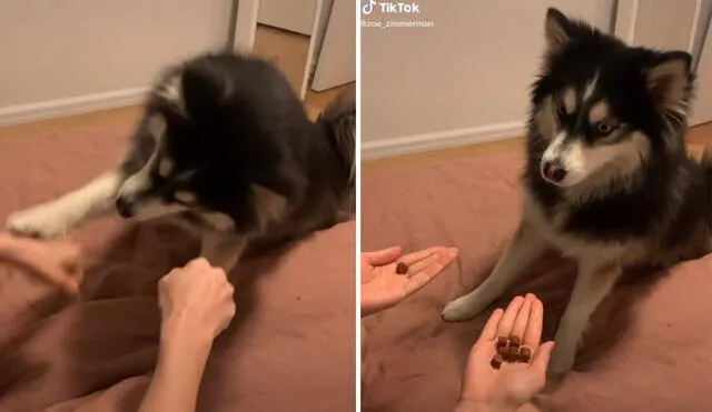 Este perrito hizo reír a miles de usuarios con su ocurrente reacción. Foto: captura de TikTok