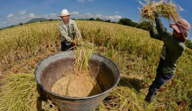 La producción de arroz cáscara creció 5,3% en enero último. Foto: Difusión