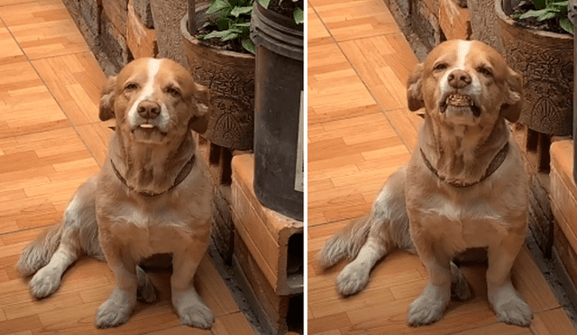 El cachorro ha sido tildado en las redes sociales como el "perro sonrisa". Foto: captura de TikTok