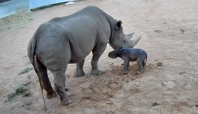 Los rinocerontes negros se encuentran en peligro de extinción por la pérdida del hábitat y la caza furtiva. Foto: captura