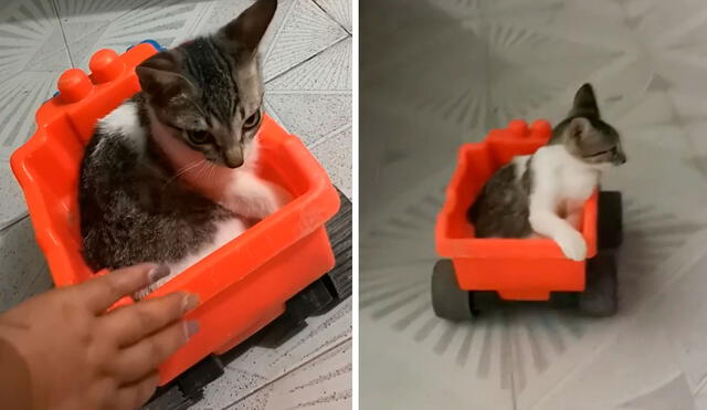 Un gatito se subió a su pequeño vehículo para ‘pedirle’ a su dueña de que lo empuje para trasladarse por los diferentes espacios de su hogar. Foto: captura de Facebook