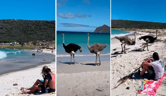 Los animales dejaron asombrados a los bañistas de una playa de Sudáfrica. Foto: captura de YouTube