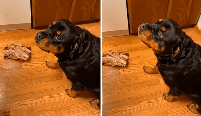 El perro parecía arrepentido luego de haberse comido la mitad del pavo. Foto: captura de YouTube