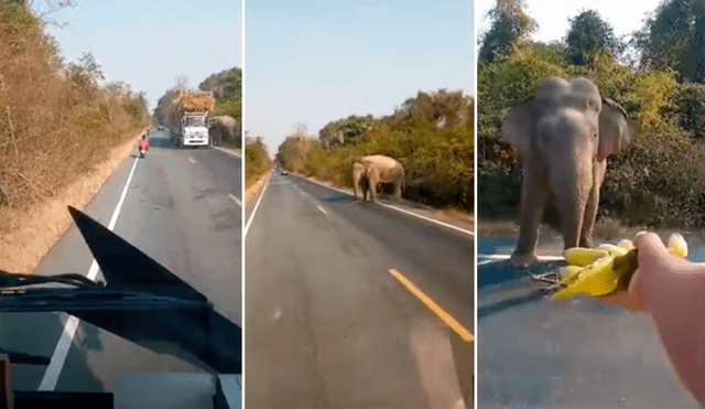 El elefante aprovechó que transitaba un pesado camión para sacar un poco de cañas de azúcar. Foto: captura de YouTube