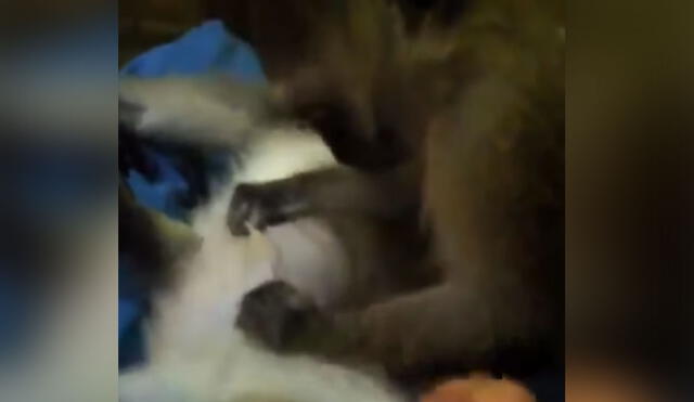 El pequeño primate cautivó las redes sociales con su tierno comportamiento. Foto: captura de YouTube
