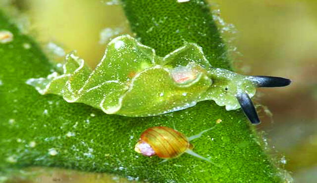 Estas especies de babosas tienen una habilidad asombrosa: absorben las células de las algas para hacer fotosíntesis. Foto: Jun Imamoto