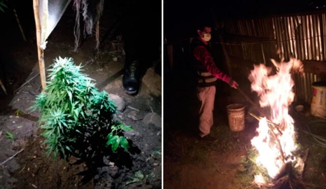 PNP y el Ministerio Público incineraron las plantaciones. Foto: Cajamarca reporteros