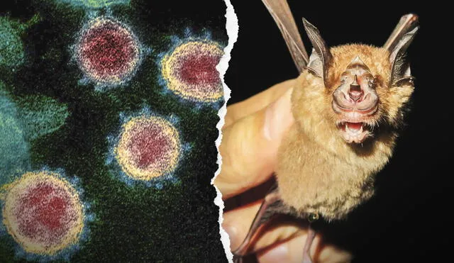 Un murciélago de la especie Rhinolophus sinicus, animal revisado en el estudio científico del coronavirus. Foto: composición LR / Elizabeth R. Fischer / Laboratorios Rocky Mountain del Instituto Nacional de Alergias y Enfermedades Infecciosas / Alice Hughes