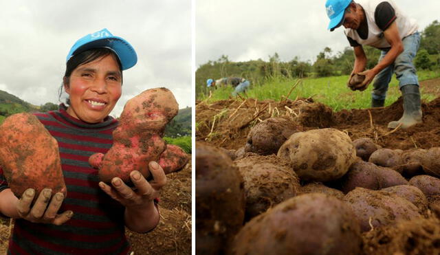 Agricultores cajamarquinos lograron importante producción en medio de pandemia. Foto: Cortesía Gore Cajamarca