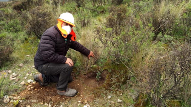 Plantones reforestarán el bosque de queñual, ubicado en el distrito de Chiguata. Foto: difusión