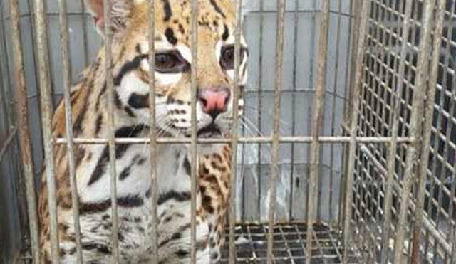 Miles de animales son capturados en la selva peruana de manera ilegal. Foto: difusión