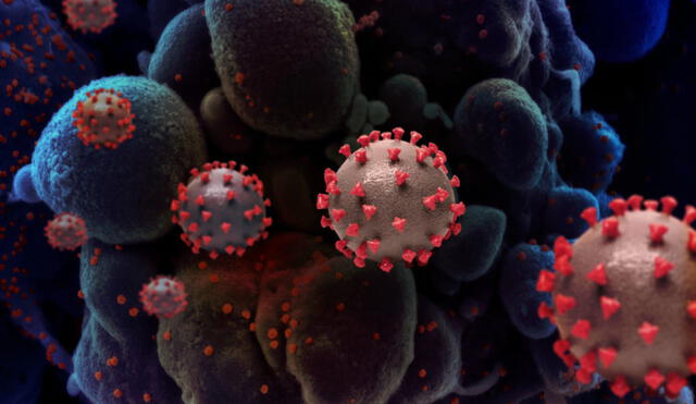 Aún no se conoce la procedencia del SARS-CoV-2. El hallazgo sería clave para evitar otra pandemia similar en el futuro. Foto: Instituto Nacional de Alergias y Enfermedades Infecciosas (NIAID)
