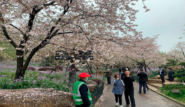 Varias personas disfrutan del festival de los cerezos en flor en el Jardín de los cerezos del Lago del este de Wuhan, China este lunes. Foto: EFE