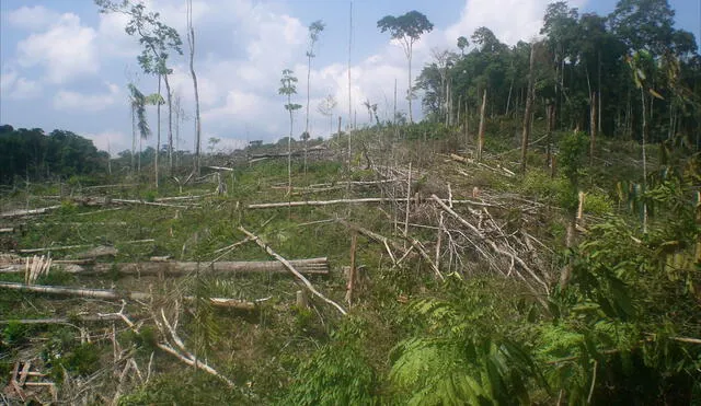 En el Perú, cada año se pierden menos hectáreas de bosques. Foto: Coordinadora estudiantil de asuntos rurales Flickr