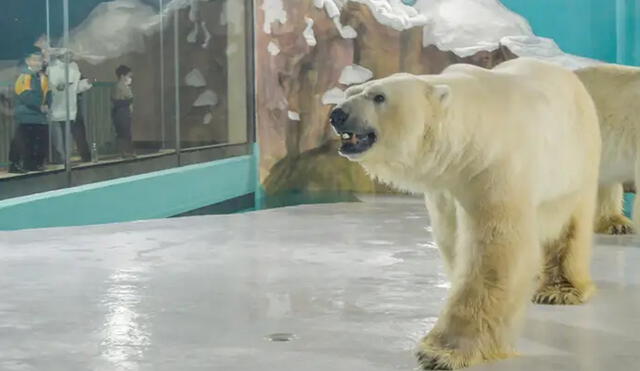 "Los osos polares pertenecen al Ártico, no a los zoológicos ni a las cajas de cristal de los acuarios, y ciertamente no a los hoteles" dijo Jason Baker, vicepresidente de PETA Asia. Foto: difusión