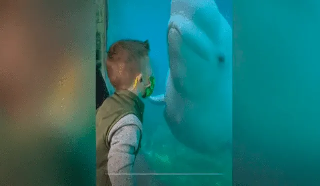 Un niño le envió un beso y la respuesta del animal no se hizo esperar. Foto: captura de Facebook