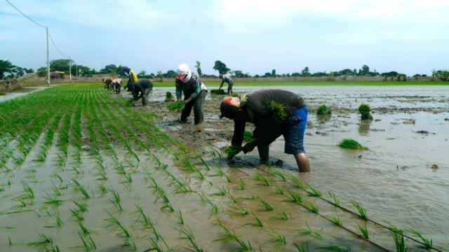 Agricultores realizan trasplante de arroz  en valle de Lambayeque. Foto: JUSHMCHL.