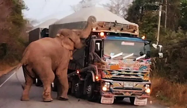 Este peculiar incidente fue grabado en una carretera de Tailandia. Foto: captura de YouTube