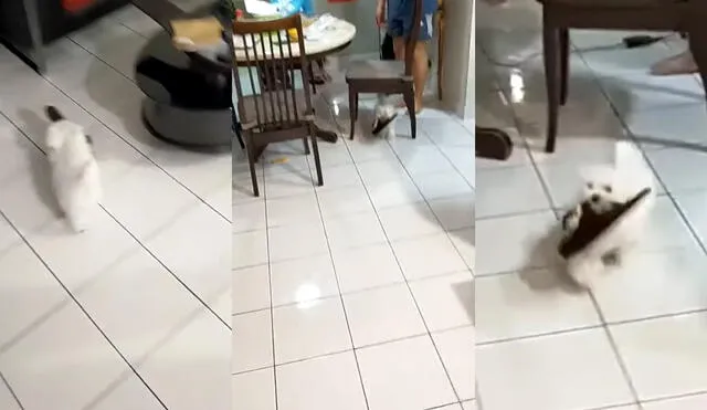 La inquieto perrito vive con sus dueños en Malasia. Foto: captura de YouTube
