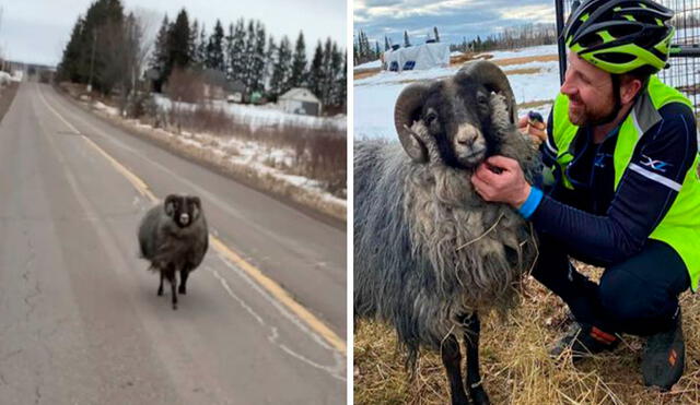 Un hombre recorrió una carretera para salir a tomar aire fresco; sin embargo, se topó con una enorme oveja que lo siguió por varios minutos. Foto: Keith Ailey