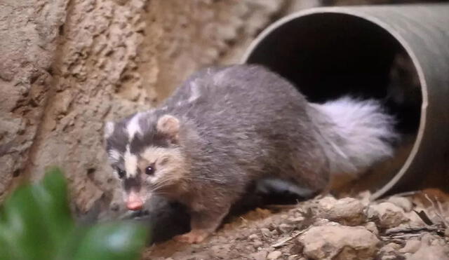 El hurón tejón es uno de los animales considerados como posible 'vector' del SARS-CoV-2. Foto: AFP