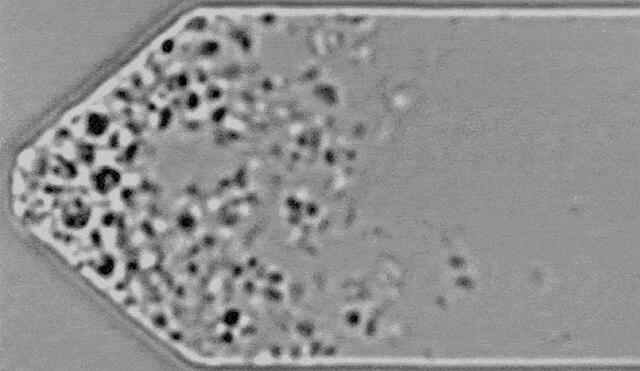 La célula artificial crece y se divide bajo un microscopio óptico. Foto: NIST/MIT