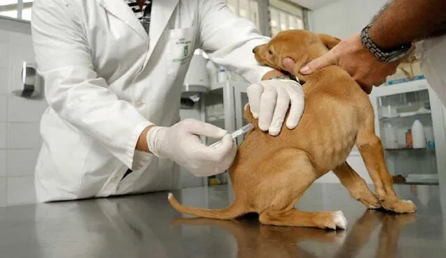 Hasta ahora la vacuna para animales contra el coronavirus solo está aplicada en ensayos. Foto: Eroski Consumer