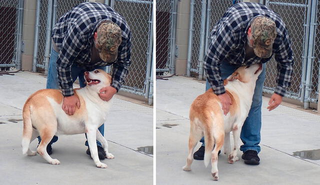 Los voluntarios de un albergue rescataron a un perro que llevaba un largo tiempo viviendo en las calles y se lo llevaron para cuidarlo. Foto: Washington County, TN Animal Shelter/ Facebook