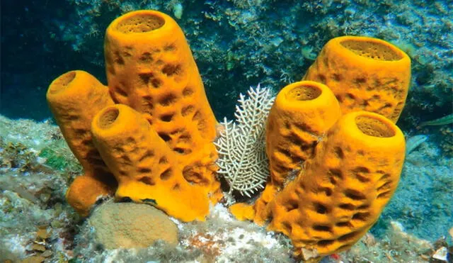 Las esponjas de mar evolucionaron desde hace 5.000 años, aproximadamente, y la mayoría habita en aguas saladas. Foto: Animapedia