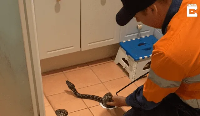 La pareja australiana tuvo que recurrir a un especialista para poder lidiar con el reptil. Foto: captura de YouTube