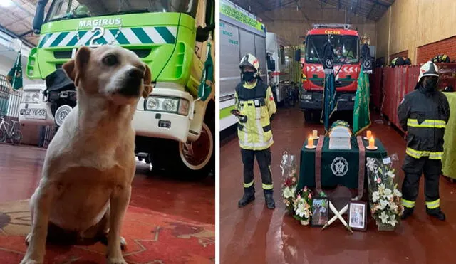Un grupo de bomberos realizó una emotiva ceremonia para conmemorar a su fiel perrita llamada Shirley. Foto: Compañía Bomberos Talagante/ Twitter