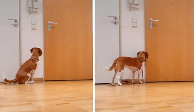 Un joven colocó una cámara escondida para conocer la reacción de su perro al quedarse solo y se llevó una triste sorpresa. Foto: captura de Facebook
