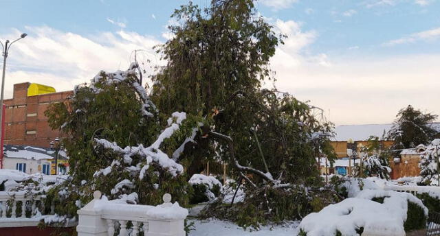 Nieve provocó caída de árboles en la plaza del distrito. Foto: Municipalidad de Nuñoa.
