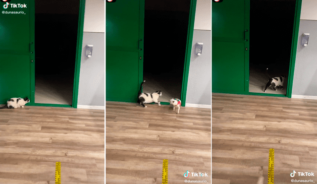 Al perro casi le da un infarto tras la broma que le jugó el travieso gato. Foto: captura de TikTok