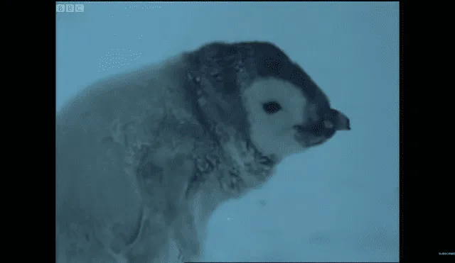 El polluelo intentó buscar algún pingüino adulto que lo cuide del intenso frío. Foto: BBC/YouTube
