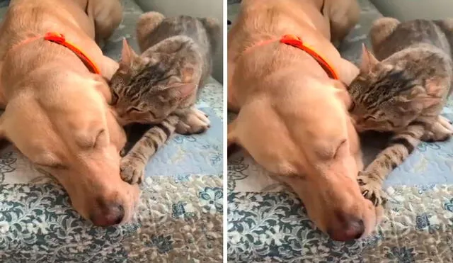 Una joven se llevó una amorosa sorpresa al descubrir la fuerte amistad entre sus mascotas tras verlos descansar uno al lado del otro. Foto: captura de Facebook