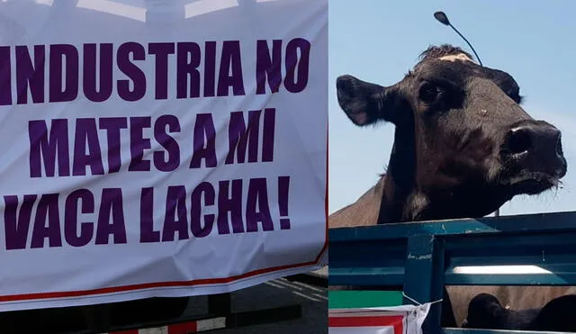 Los productores ganaderos llegaron con su ganado hasta los exteriores de la Municipalidad del Rímac. Foto: URPI - La República