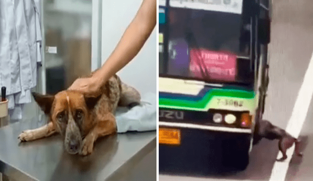 El perro corría por una pista de Bangkok, por lo que el conductor no dudó en detener su vehículo y salvarlo de un trágico final. Foto: captura de Facebook