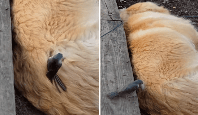 El ave se posó encima de un perro al que le jaló varios copos de su pelaje. Foto: captura de Facebook