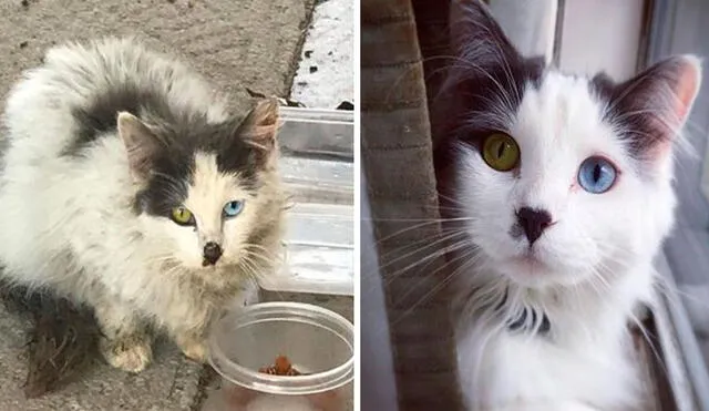 Una gatita callejera logró formar parte de una nueva familia, luego de que una pareja se ganara su confianza al ofrecerle comida y agua unas tres veces al día. Foto: Fluffythepuppycat/ Instagram